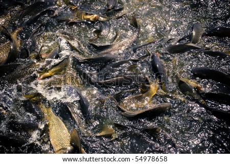 Lots of fish waiting for food in a holy lake Revalsar in India/Many fishes in water