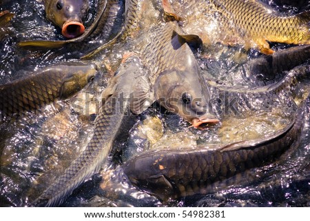 Lots of fish waiting for food in a holy lake Revalsar in India/Many fishes in water