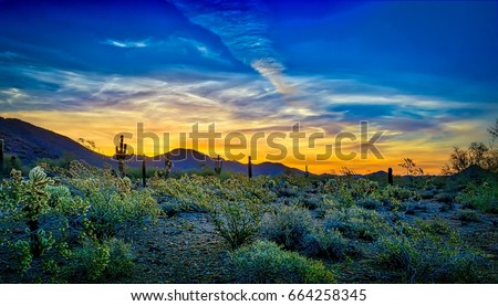 Blue and Gold Sunrise - Desert flora in full bloom provide a frame for a colorful Scottsdale,\
 Arizona sunrise, rich with golds and blues.