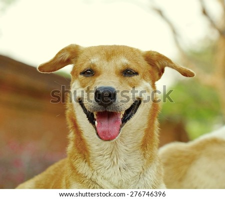 stray dog,/ Dog look crafty, flirting / dog measured.