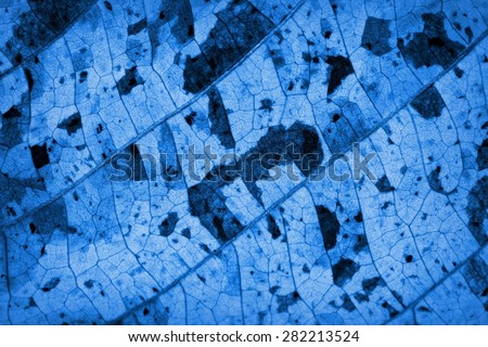 Blue Leaf pattern