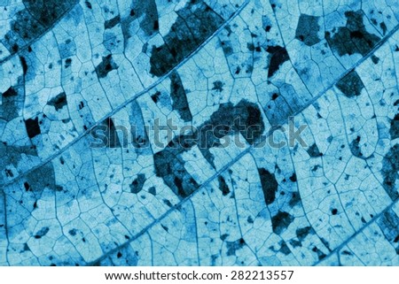 Blue Leaf pattern