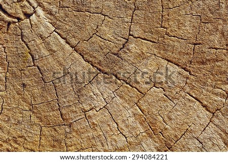 Cut of old trunk is photographed closely. The core of tree consist of growth rings and deep cracks.