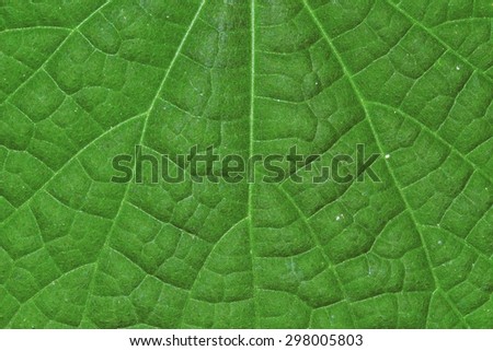 Green leaf pattern / Leaf patterns