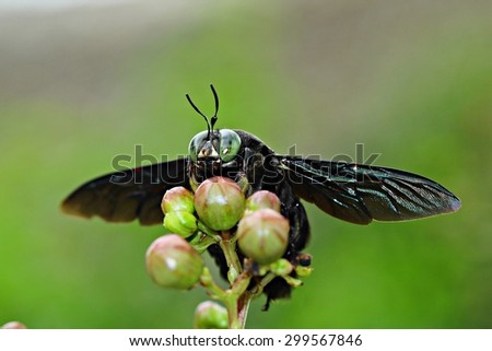 Insect : Tropical carpenter bee