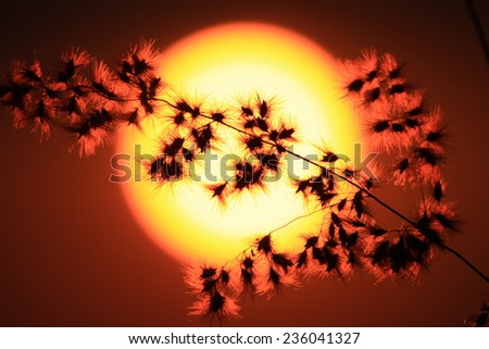Silhouette grass flower at sunset