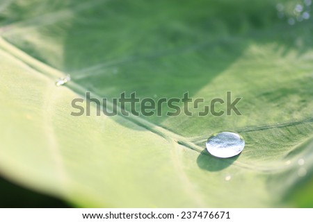 Rain drop on lotus leaf , drops of dew on a green grass