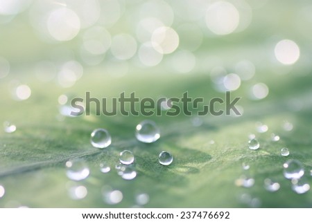 Rain drop on lotus leaf, drops of dew on a green grass