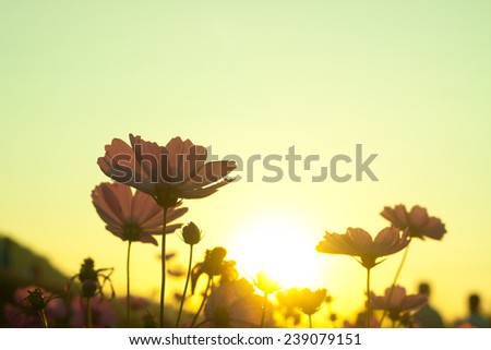 cosmos flower in the garden , cosmos field on sunset