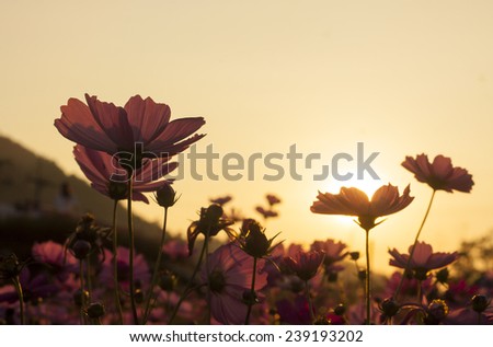 cosmos flower in the garden , cosmos on sunset , silhouette cosmos flowers