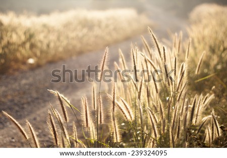 Spring or summer abstract nature background with grass in the meadow and sunset in the back , Field of grass during sunset