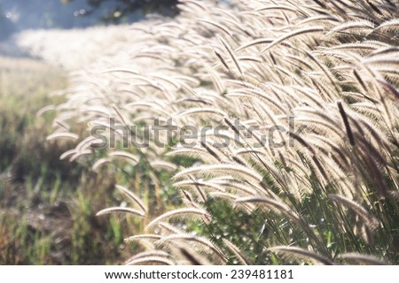 field of grass during sunset , Spring or summer abstract nature background with grass in the meadow and sunset in the back