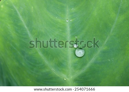 Lotus leaf with water drops effect green, drops of dew on a green