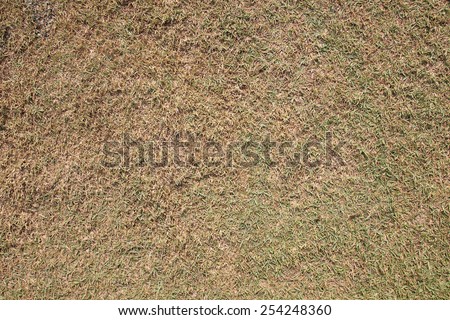 old grass texture , grass back ground