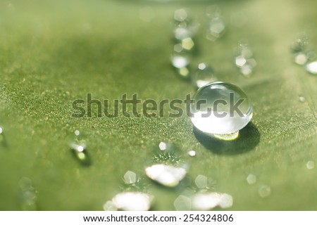 Lotus leaf with water drops effect green, drops of dew on a green grass
