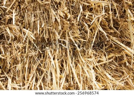 Rice straw background