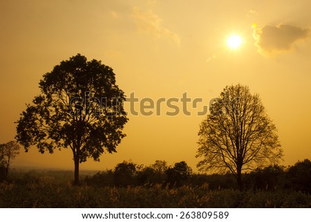 twin tree silhouette sunset , sunset with two trees and a striking sky