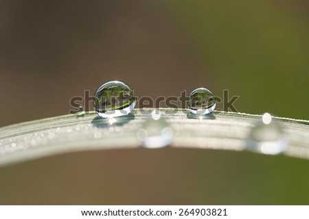 green leaf with water drops effect green, drops of dew on a green grass