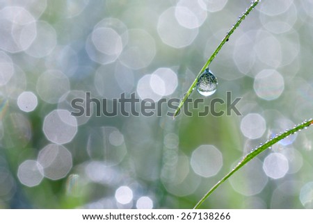 green leaf with water drops effect green, drops of dew on a green grass