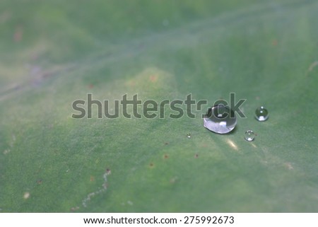Lotus leaf with water drops effect green, drops of dew on a green grass