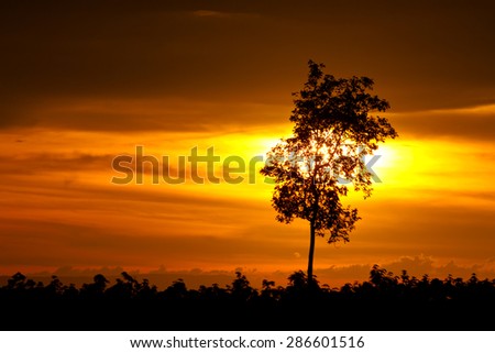 alone tree silhouette sunset , sunset with alone tree and a striking sky