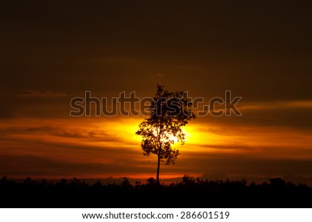 alone tree silhouette sunset , sunset with alone tree and a striking sky