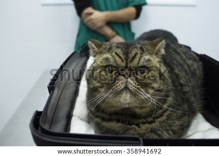 Tabby cat in the veterinary\'s office