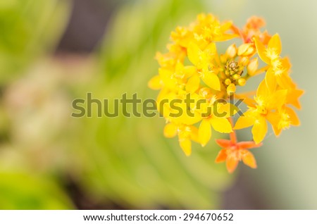 Yellow epidendrum orchid close up in Canary Island.
