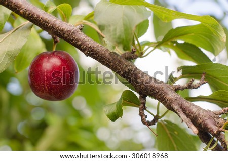 Ripe blue plum on the plum tree with nature blurred background.