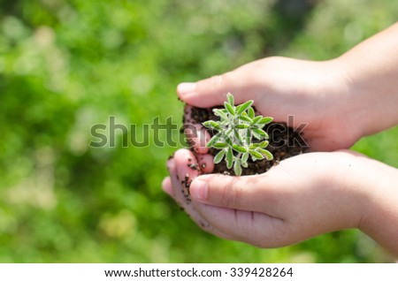 Dirty boy hands holding small young herbal sprout plant over blurred nature background. Organic fruit and vegetables. Ecology, World Environment Day, Earth Day, World food day concept.