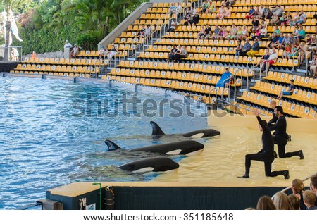 TENERIFE, SPAIN - NOVEMBER 19, 2015: Orcan ocean show (Loro park). Loro Parque,  Puerto de la Cruz, Tenerife, Canary Islands, Spain.