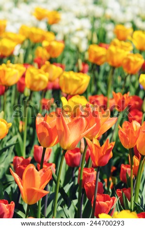 orange, yellow and white tulips in flowerbed with back lit in springtime.