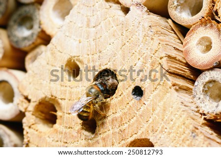 solitary living wild bee on insect shelter closing the nest with sand