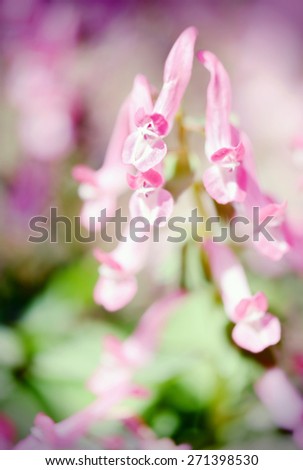 corydalis blossom in springtime. soft detail of flower. cross processed.