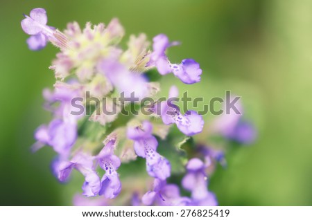macro of purple cat mint flower. soft, cross processed.