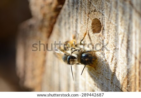 mating wild solitary bee Osmia bicornis on insect hotel. insect shelter. springtime.
