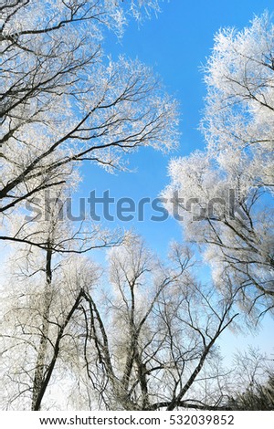 rime frost on tree tops of willow trees in winter against blue sky.