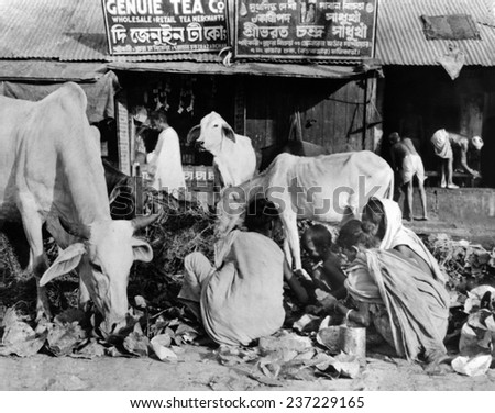 Calcutta scene at the peak of India\'s famine in late October 1943 Sacred cows and hungry human beings rummage in the same garbage pile for food.