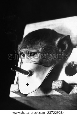 A rhesus monkey forced to breath cigarette smoke in experiments carried out by Russian Professor Georgy Georgadze The goal to induce lung cancer but no monkeys lived long enough to do so Sept.