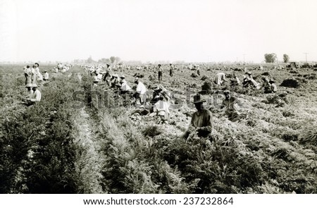 Harvesting carrots in El Centro California Many Dust Bowl drought refugees found jobs as farm workers in California.