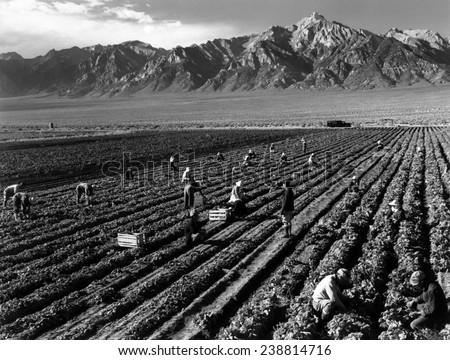 World War II, Bird\'s-eye view of Manzanar Relocation Center, showing farm workers in the fields, Mt. Williamson in background. California. photograph by Ansel Adams. 1943