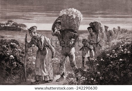 African Americans leaving a cotton field after a day of picking in the U.S. South. 1887 engraving from a drawing by Matt Morgan.