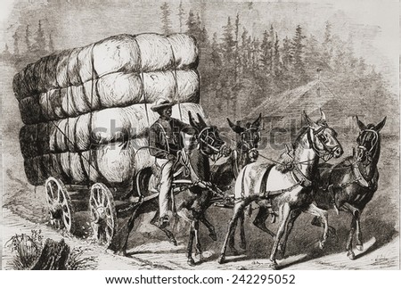 African American teamster transporting a heavy load of twenty eight bales of cotton to market. Many freed African American\'s continued their work on the South\'s cotton plantations. Ca. 1875.