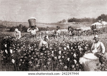 African Americans picking cotton in the U.S. South in 1887. Wood engraving from a drawing by Horace Bradley.