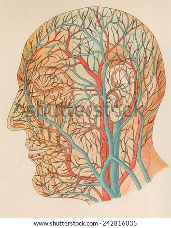 Blood vessels of the head from a German anatomy text of ca. 1900.
