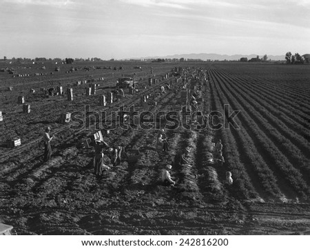Gang labor of Mexicans and white Americans on a large carrot truck farm in California\'s Imperial Valley. February 1939 photograph by Dorothea Lange.