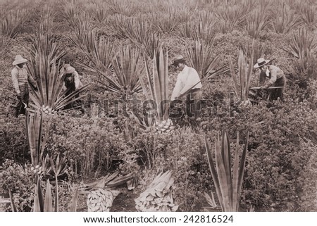 Japanese Americans on Sisal Plantation in Hawaii, ca. 1915. Japanese emigrated to Hawaii and American west coast from 1885 until 1907, \'Gentleman\'s Agreement,\' effectively ended Japanese immigration.