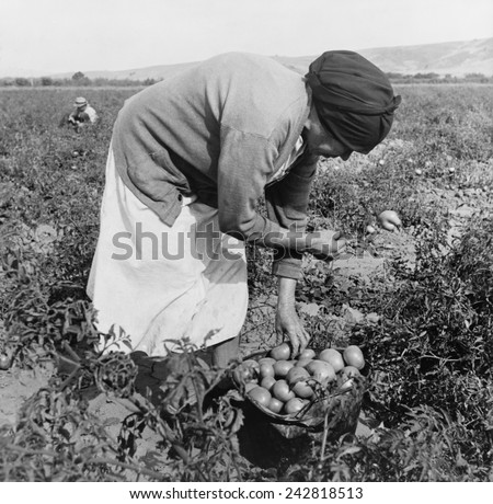 Middle-aged Mexican-American migrant woman, bend over while harvesting tomatoes in the Santa Clara Valley, California. November 1938 photograph by Dorothea Lange.