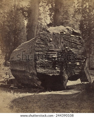The Original Big Tree, was 92 feet in circumference when felled ca. 1875. The tree, over 1000 years old, was one of giant sequoias in Calaveras County, California.