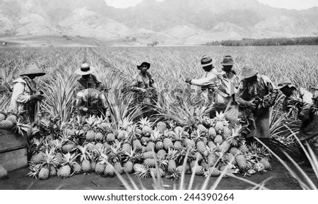 Agricultural workers possibly Japanese-Americans harvesting pineapples on a plantation in Hawaii ca. 1920. Japanese Americans started emigrating to Hawaii and the American west coast in 1885.